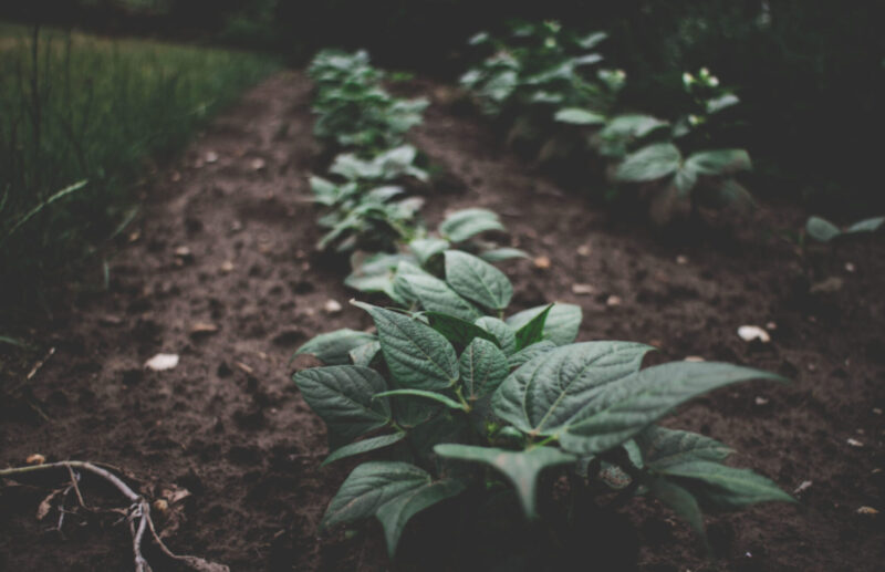 Team Leaders, are you cultivating growth on your team? - WinShape Teams